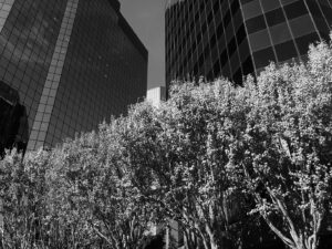 Miller Law Partners Employment Law in Warner Center. Image of Buildings.